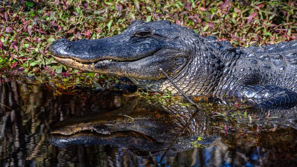 Gators Galore